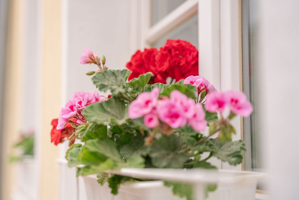 Penzlin-Blumenkasten-Fenstersims